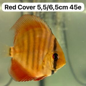 Red Cover