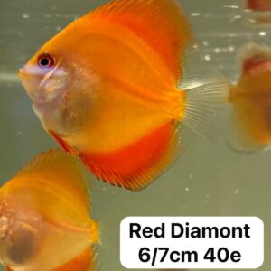 Red Diamond