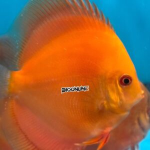 Pez disco Red Diamond en acuario de Bioonline