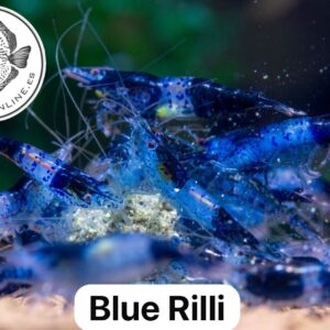 Blue Rilli