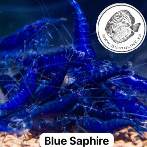 Blue Saphire