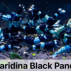 Caridina Black Panda