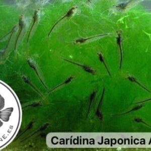 Caridina Japonica Amano