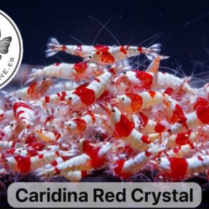 Caridina Red Crystal