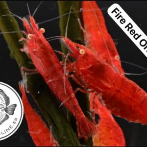 Fire Red Orange Eyes