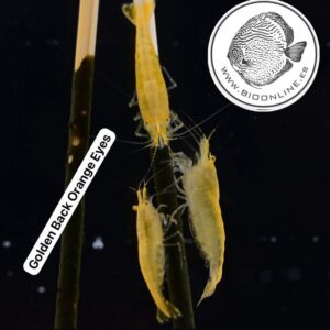 Golden Back Orange Eyes