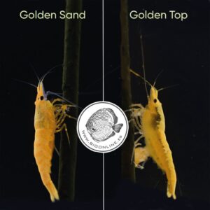 Golden Sand + Golden Top