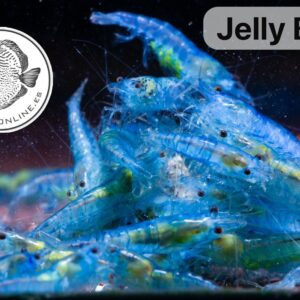 Jelly Blue