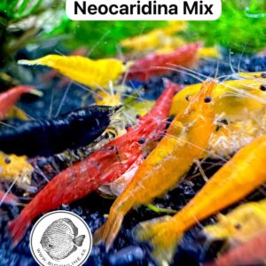 Neocaridina Mix