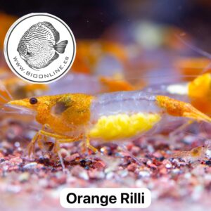 Orange Rilli