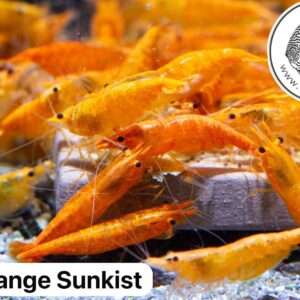 Sunkist Orange