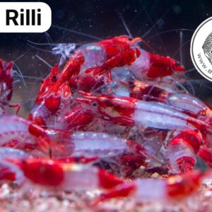 Red Rilli