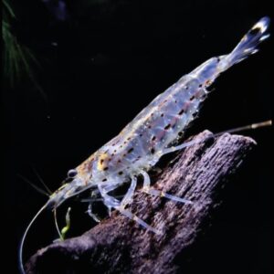 Gamba Caridina Japonica Amano sobre un tronco en el acuario