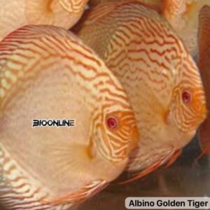 Albino Golden Tiger