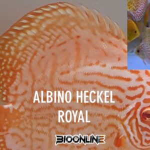 Albino Heckel Royal