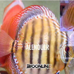 Alenquer