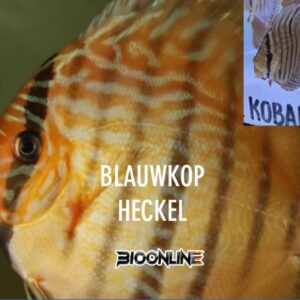 Blauwkop Heckel