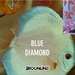 Blue Diamand