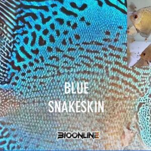 Blue Snakeskin