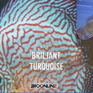 Briljant Turquoise