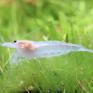 Gamba Caridina Japonica Amano Snow, de color blanco, sobre musgo