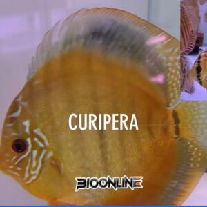 Curipera