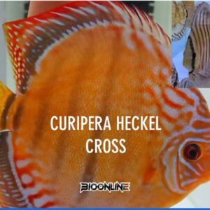 Curipera Heckel