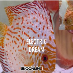 Electric dream / Pigeon
