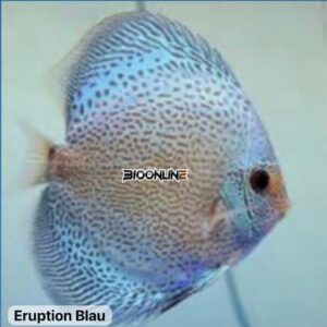 Eruption Blauw