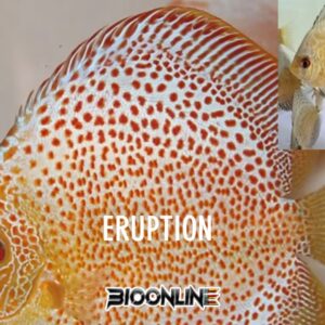 Eruption Red