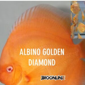 Golden Diamand