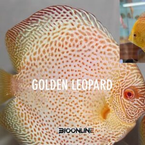 Golden Leopard