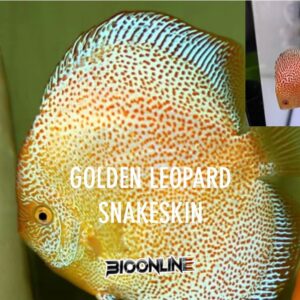 Golden Leopard snakeskin