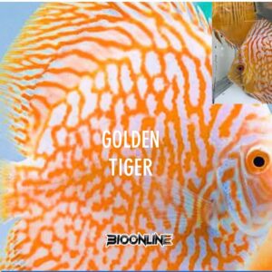 Golden Tiger
