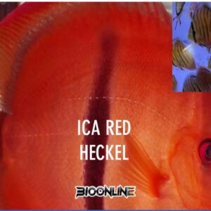 Ica Heckel