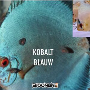 Kobalt Blauw