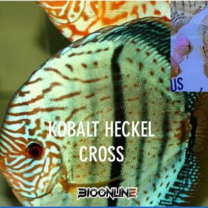Kobalt Heckel