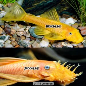L144 – Lemon Blue Eyes