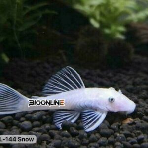 L144 – Snow White