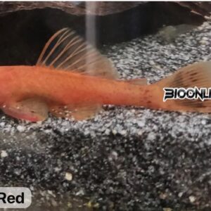 L144 – Super Red