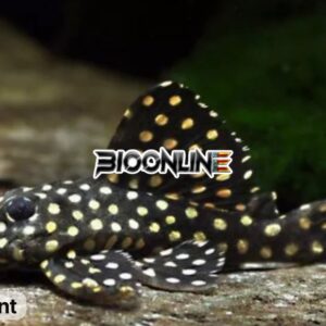 L201 – Big Spot