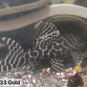 L333 – Gold