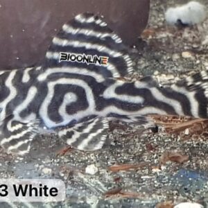 L333 – White