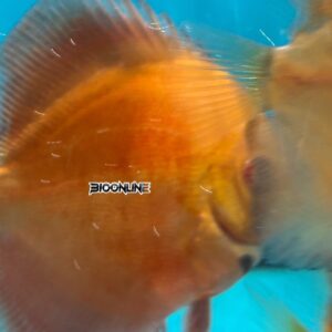 Pez disco Red Cover en acuario de Bioonline
