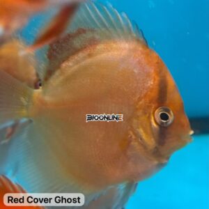 Pez disco Red Cover Ghost en acuario de Bioonline