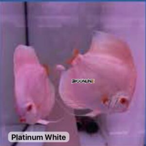 Platinum White
