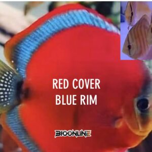 Red Cover Blue Rim