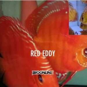 Red Eddy