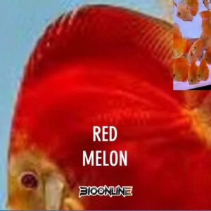 Red Melon