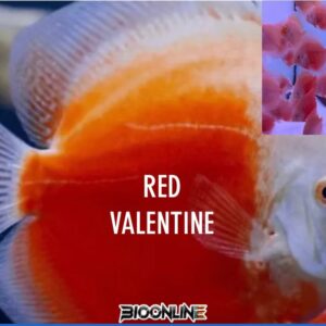 Red Valentine